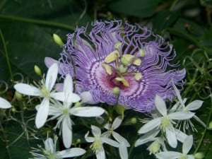 natural muscle relaxer passion flower
