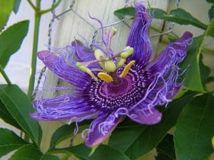 passion flower for opiate withdrawal