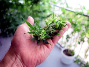 marijuana for opiate withdrawal