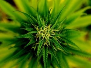 marijuana for opiate withdrawal
