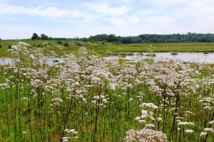 valerian root for opiate withdrawal