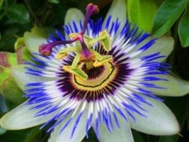 vicodin withdrawal remedies