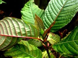 kava and kratom