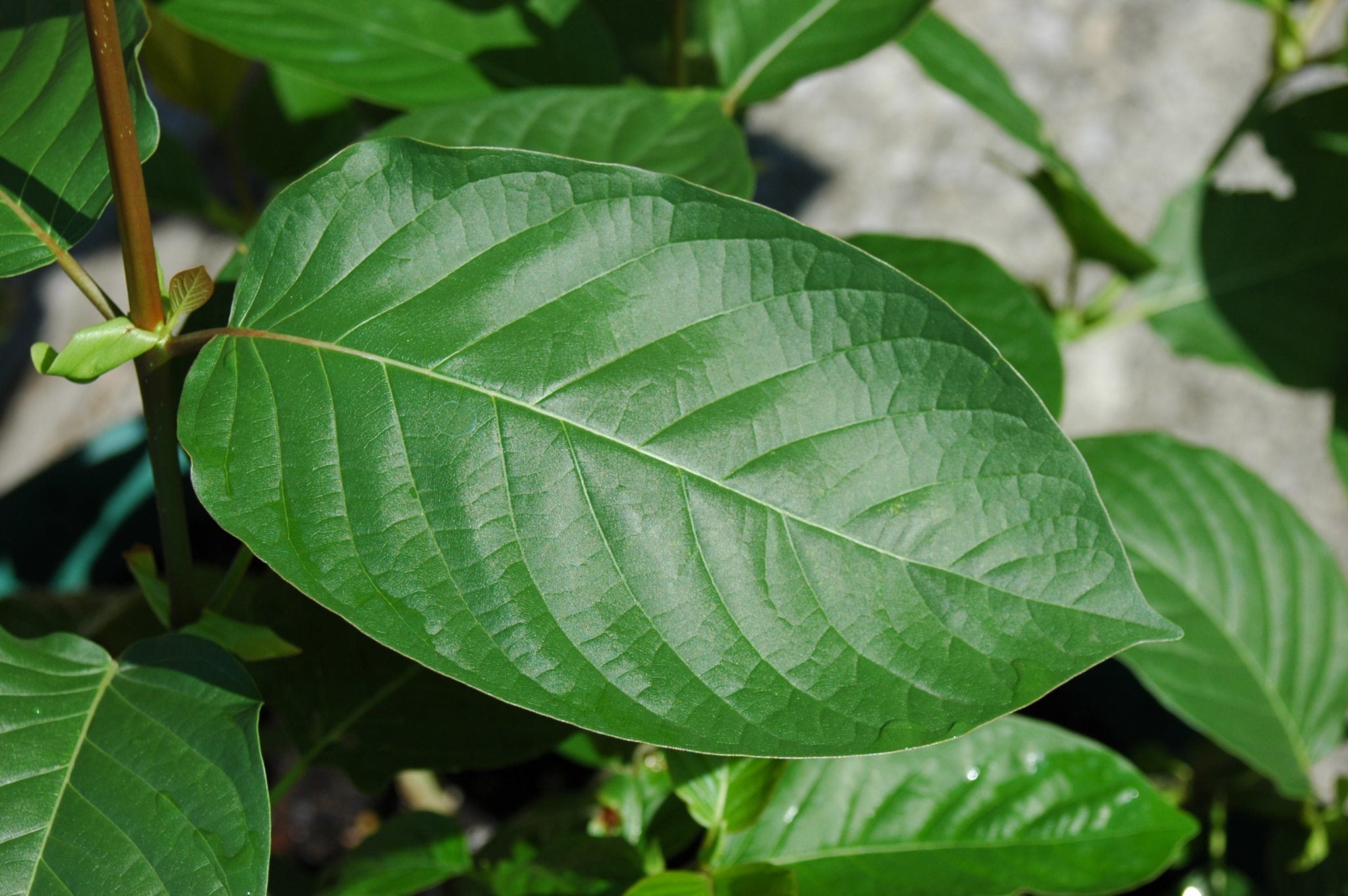kratom for opiate addiction