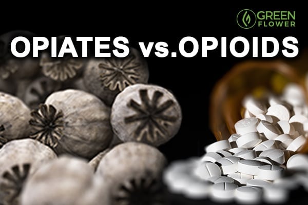 difference between opioid and opiate
