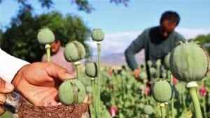 is suboxone an opioid