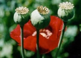 poppy seed high