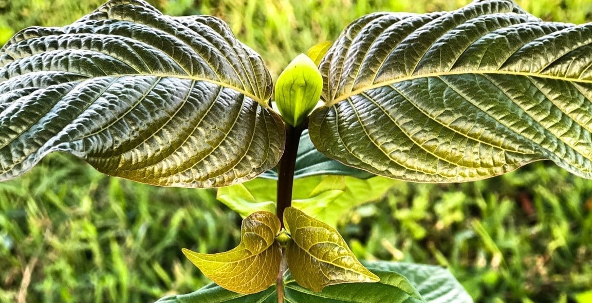 easiest way to get off opiates