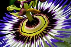 clonazepam for opiate withdrawal