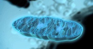 melatonin for opiate withdrawal