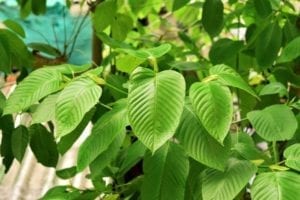 kratom and gabapentin combination