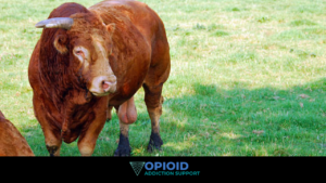 bovine testicle for testosterone and quitting opioids